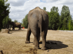 Asian Elephants at the Dierenrijk zoo