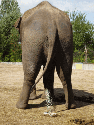 Asian Elephant peeing at the Dierenrijk zoo