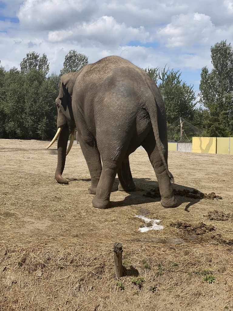 Asian Elephant at the Dierenrijk zoo