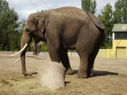 Asian Elephants at the Dierenrijk zoo