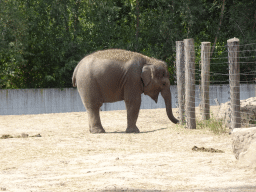 Young Asian Elephant at the Dierenrijk zoo