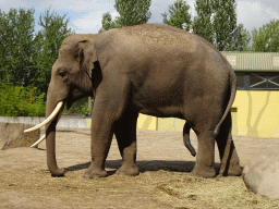 Asian Elephant at the Dierenrijk zoo