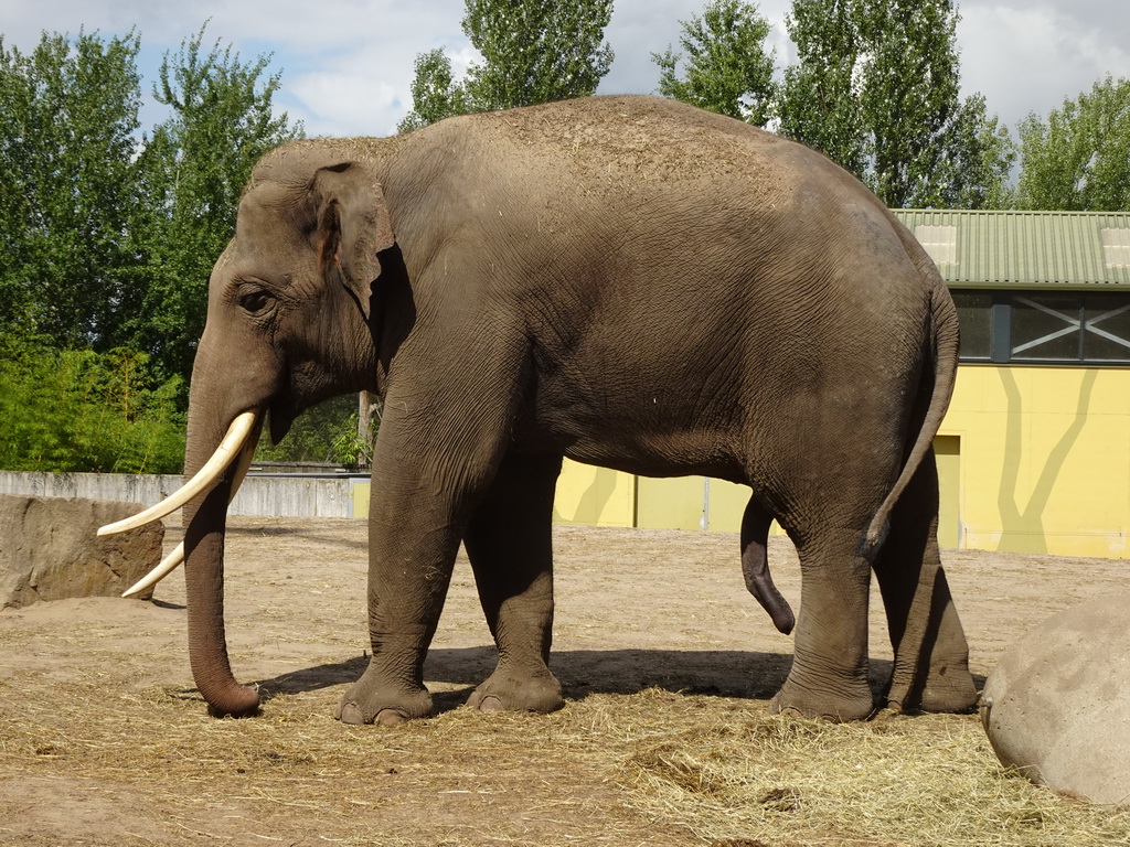 Asian Elephant at the Dierenrijk zoo