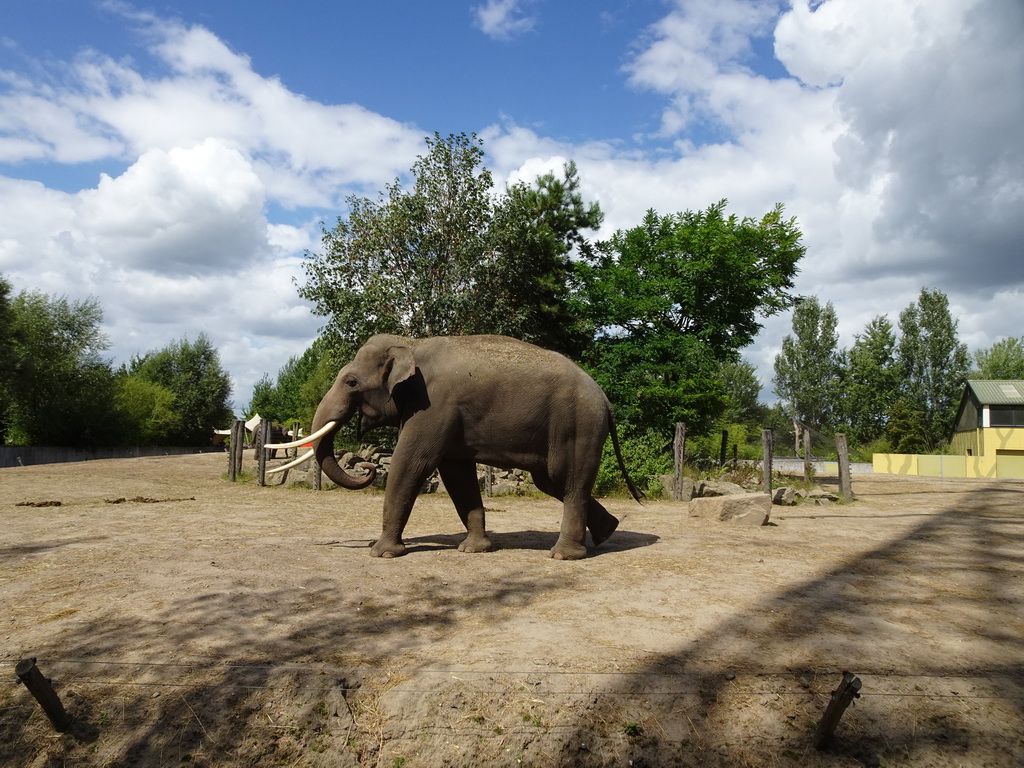 Asian Elephants at the Dierenrijk zoo