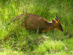 Reeves`s Muntjac at the Dierenrijk zoo