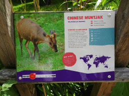 Explanation on the Reeves`s Muntjac at the Dierenrijk zoo