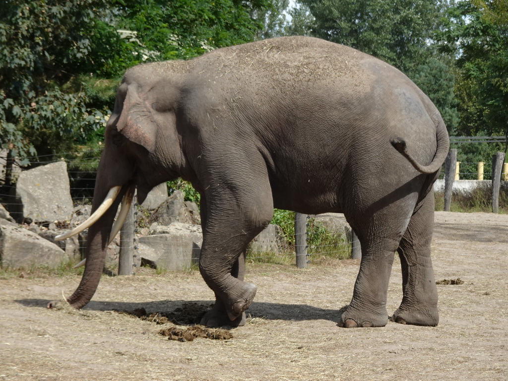 Asian Elephant at the Dierenrijk zoo