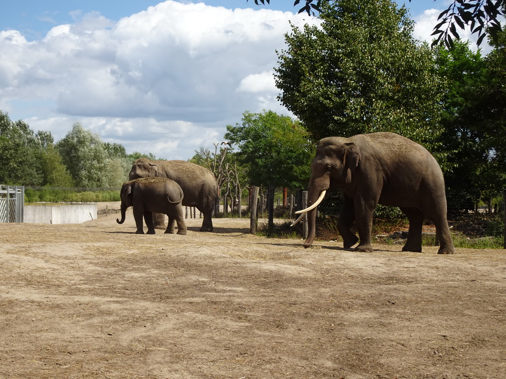 Asian Elephants at the Dierenrijk zoo