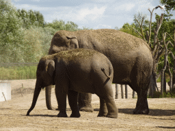 Asian Elephants at the Dierenrijk zoo