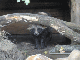 Raccoon Dog at the Dierenrijk zoo