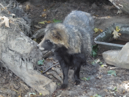 Raccoon Dog at the Dierenrijk zoo