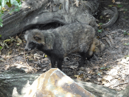 Raccoon Dog at the Dierenrijk zoo