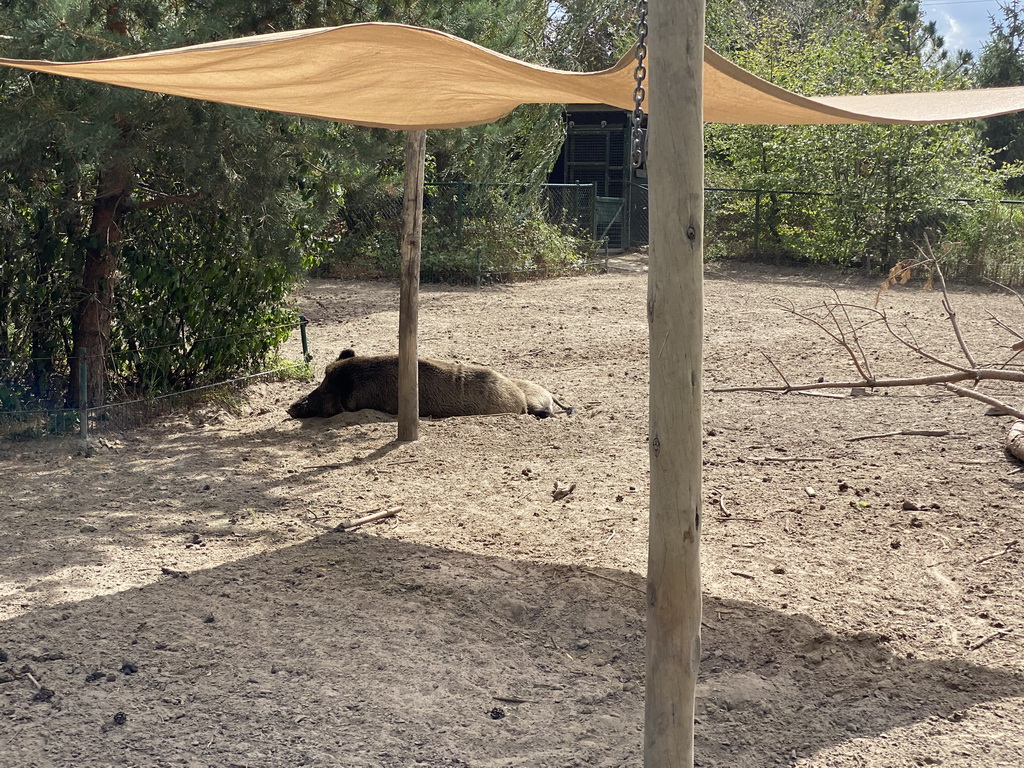 Wild Boar at the Dierenrijk zoo