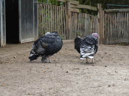 Turkeys at the Dierenrijk zoo