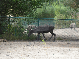 Reindeer and Wild Boars at the Dierenrijk zoo