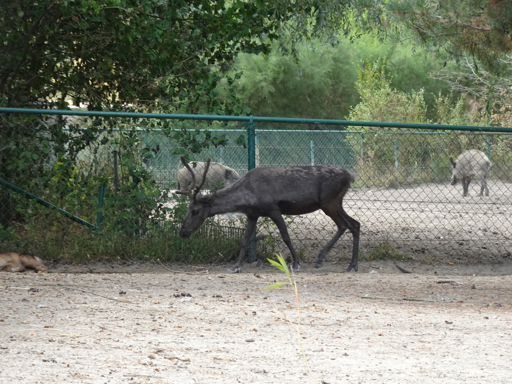 Reindeer and Wild Boars at the Dierenrijk zoo