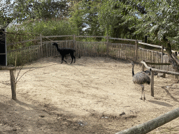 Nandu and Alpaca at the Dierenrijk zoo