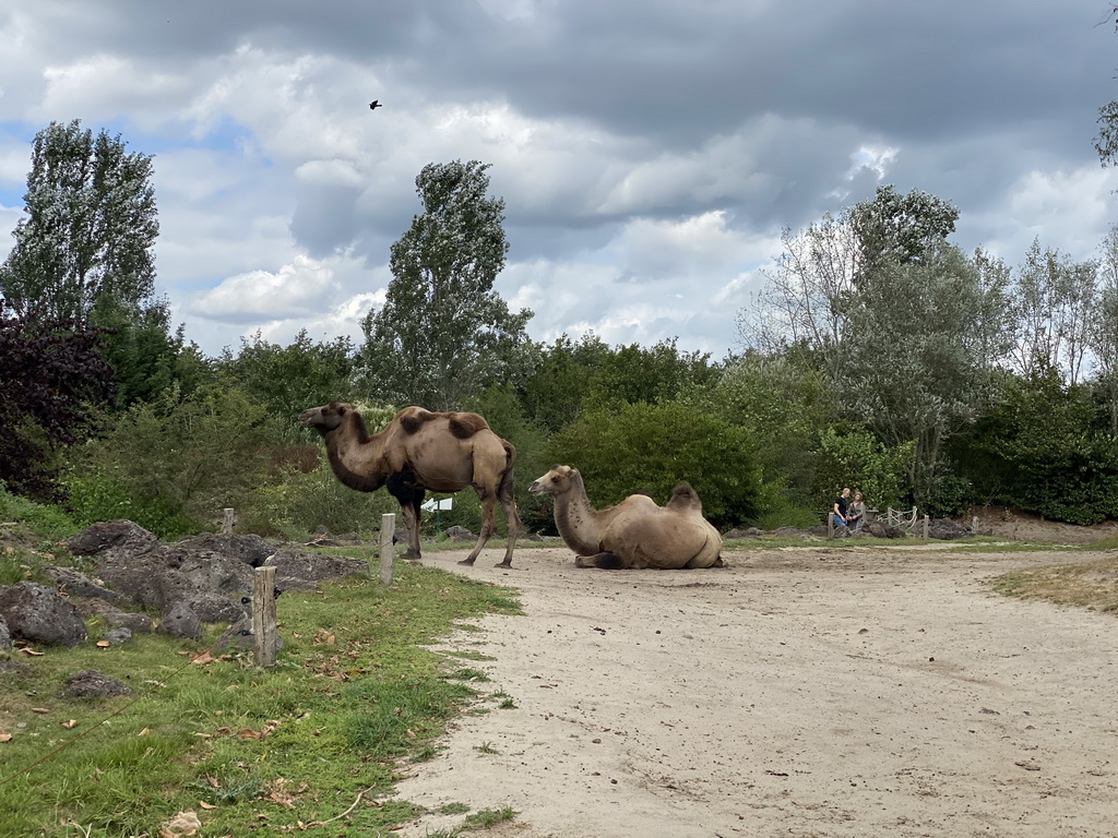 Camels at the Dierenrijk zoo