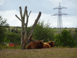 The Dak van Brabant hill and Highland Cattle at the Dierenrijk zoo