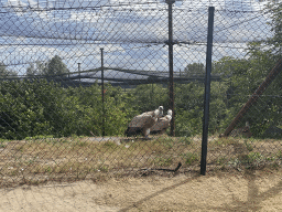 Griffon Vultures at the Dierenrijk zoo