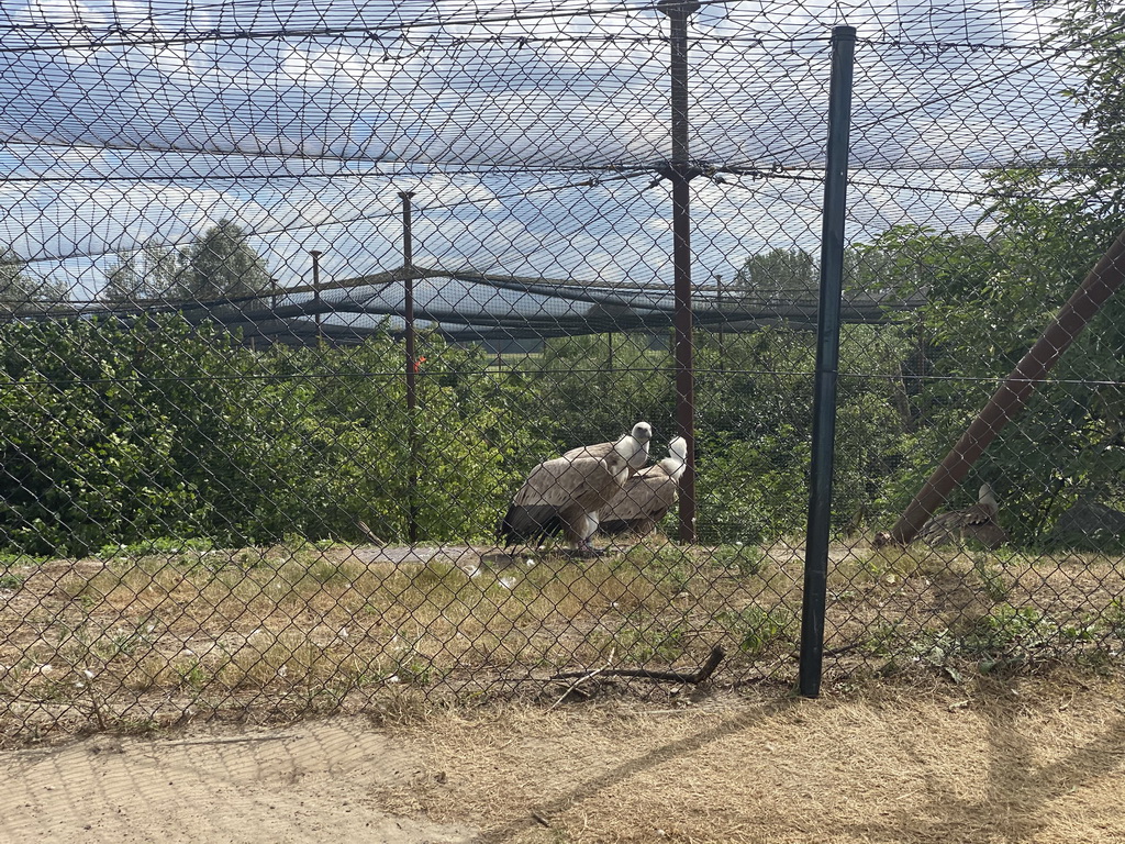 Griffon Vultures at the Dierenrijk zoo