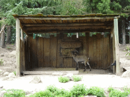 Alpine Ibex at the Dierenrijk zoo