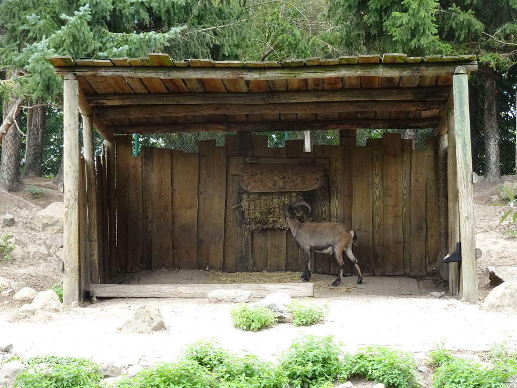 Alpine Ibex at the Dierenrijk zoo