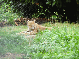 Eurasian Lynx at the Dierenrijk zoo