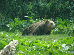 Asian Black Bear at the Dierenrijk zoo