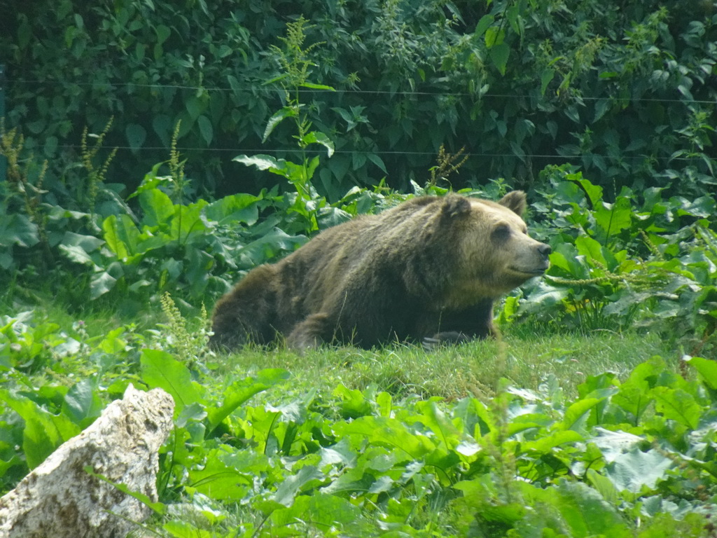 Asian Black Bear at the Dierenrijk zoo