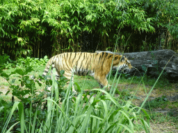 Siberian Tiger at the Dierenrijk zoo