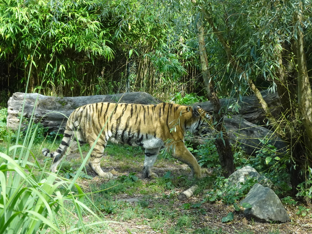 Siberian Tiger at the Dierenrijk zoo