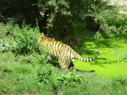 Siberian Tiger peeing at the Dierenrijk zoo
