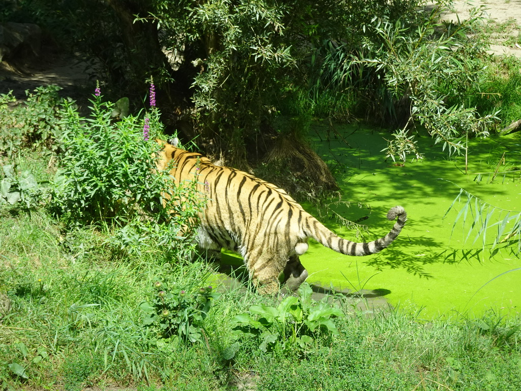 Siberian Tiger peeing at the Dierenrijk zoo