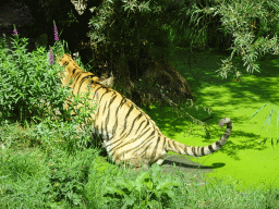 Siberian Tiger peeing at the Dierenrijk zoo