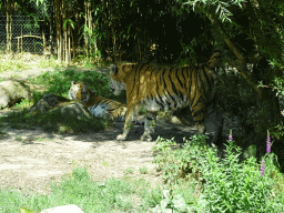 Siberian Tigers at the Dierenrijk zoo