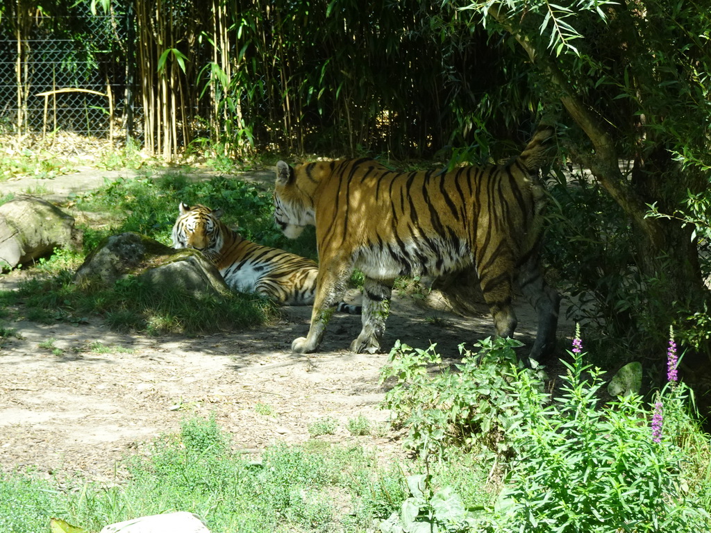 Siberian Tigers at the Dierenrijk zoo