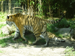 Siberian Tigers at the Dierenrijk zoo