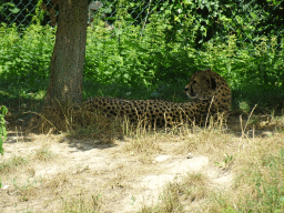 Cheetah at the Dierenrijk zoo