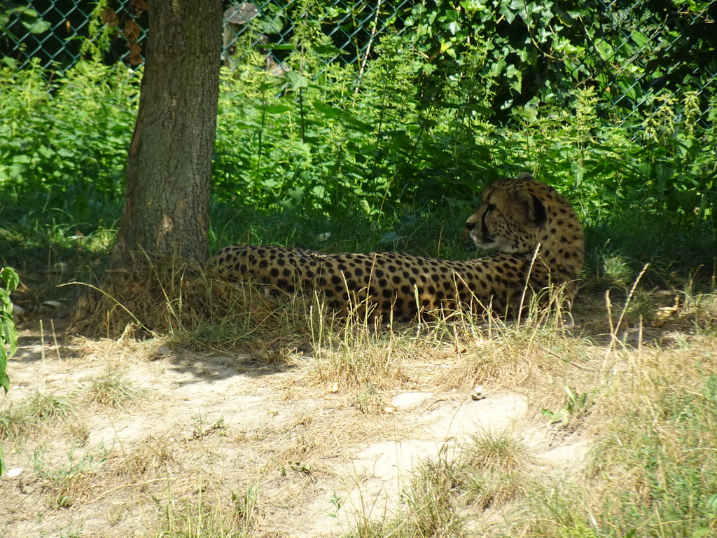 Cheetah at the Dierenrijk zoo