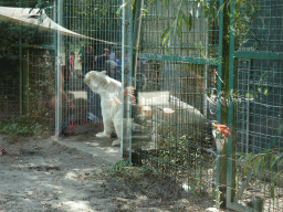 Polar Bears at the Dierenrijk zoo