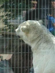 Polar Bear at the Dierenrijk zoo