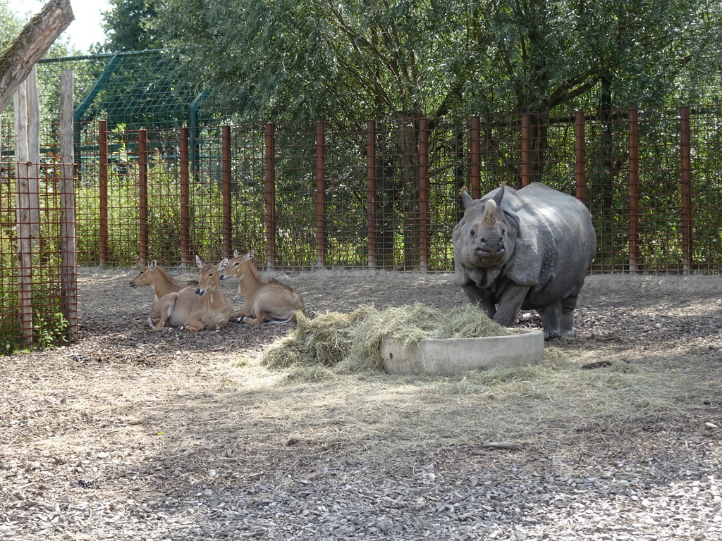 Indian Rhinoceros and Nilgais at the Dierenrijk zoo