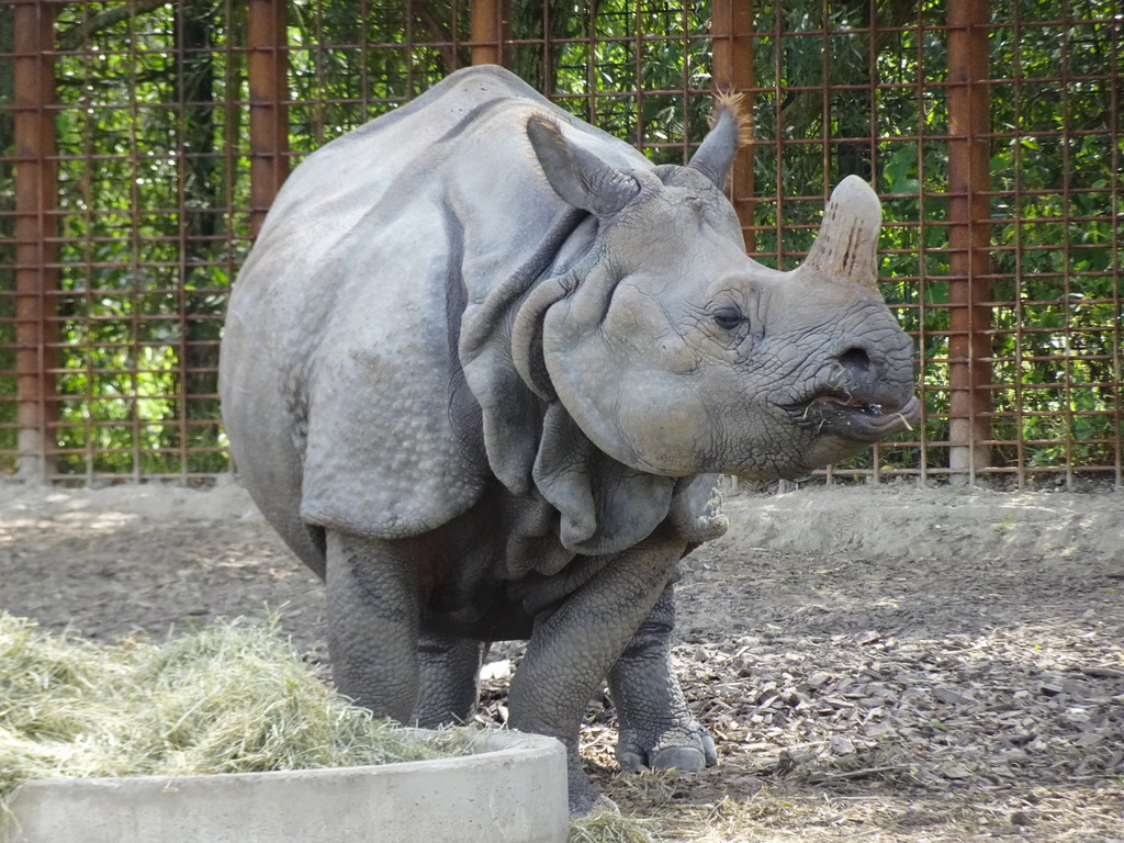 Indian Rhinoceros at the Dierenrijk zoo