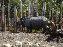 Indian Rhinoceros at the Dierenrijk zoo