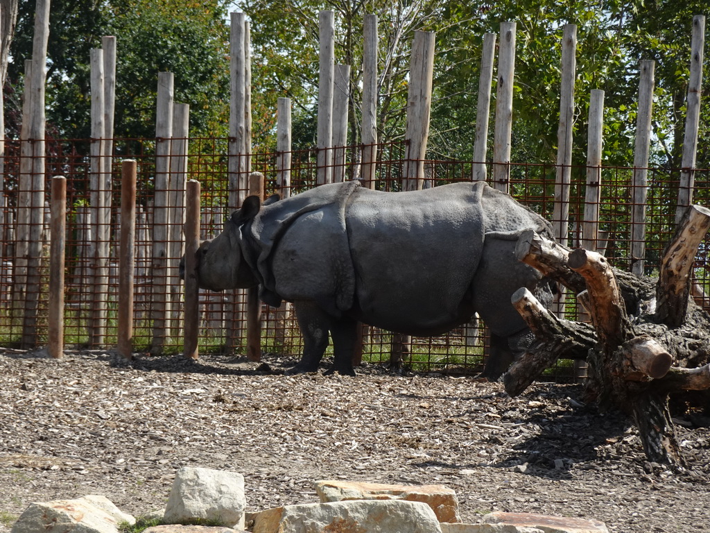 Indian Rhinoceros at the Dierenrijk zoo