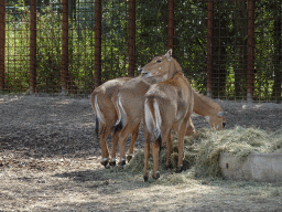 Nilgais at the Dierenrijk zoo