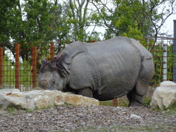 Indian Rhinoceros at the Dierenrijk zoo