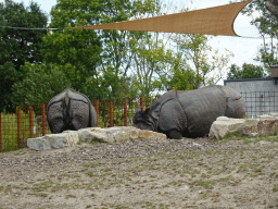 Indian Rhinoceroses at the Dierenrijk zoo