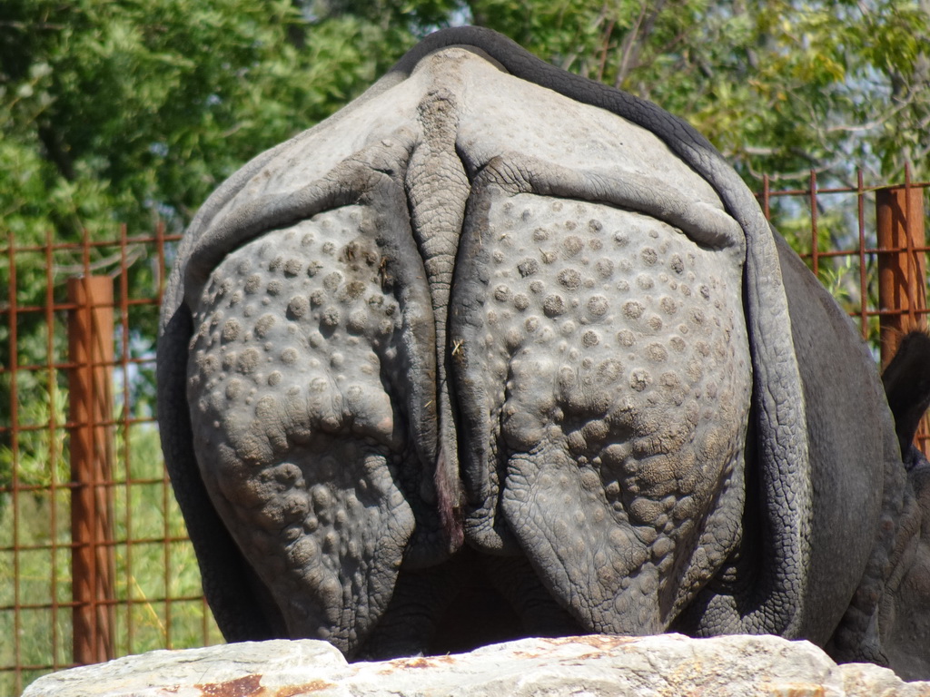 Indian Rhinoceros at the Dierenrijk zoo